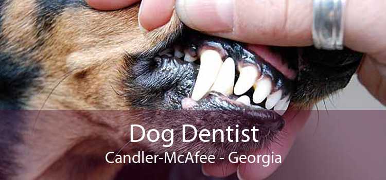 Dog Dentist Candler-McAfee - Georgia