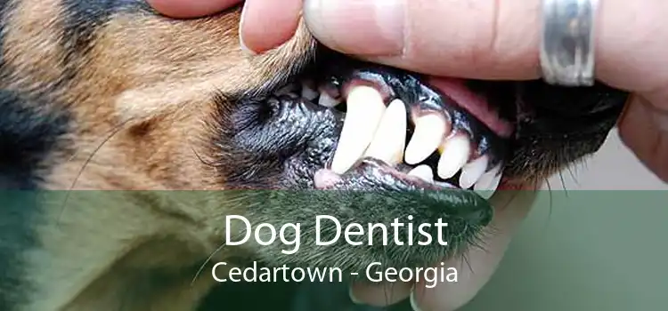 Dog Dentist Cedartown - Georgia