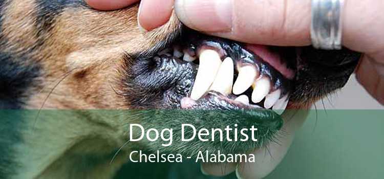Dog Dentist Chelsea - Alabama