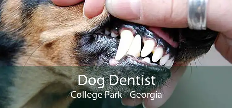 Dog Dentist College Park - Georgia