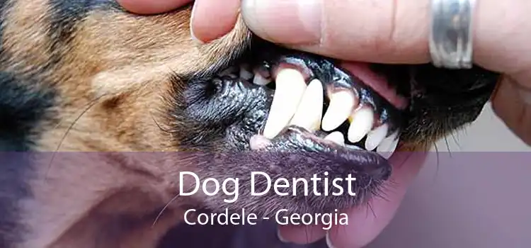 Dog Dentist Cordele - Georgia