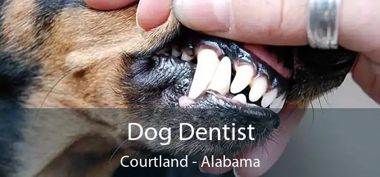 Dog Dentist Courtland - Alabama