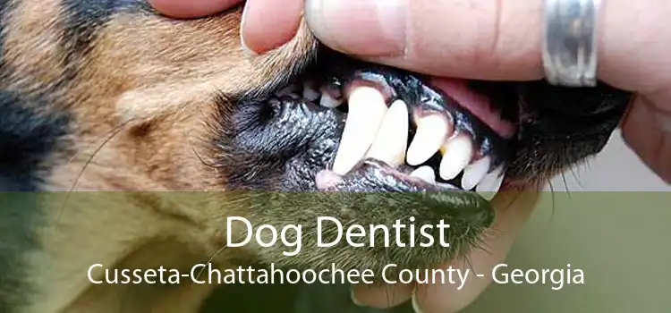 Dog Dentist Cusseta-Chattahoochee County - Georgia
