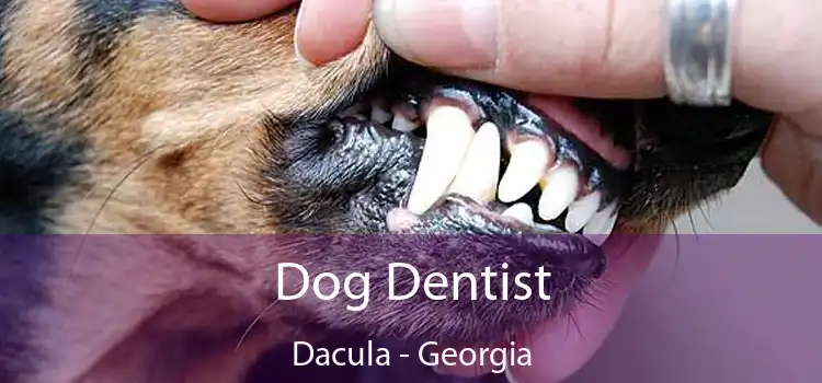 Dog Dentist Dacula - Georgia