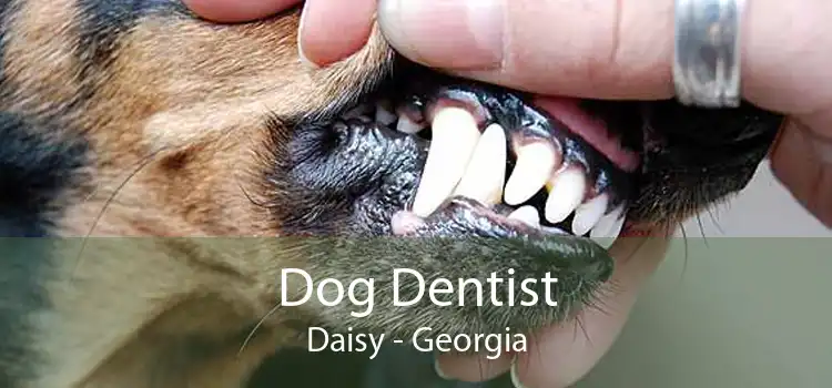 Dog Dentist Daisy - Georgia