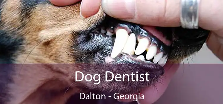 Dog Dentist Dalton - Georgia