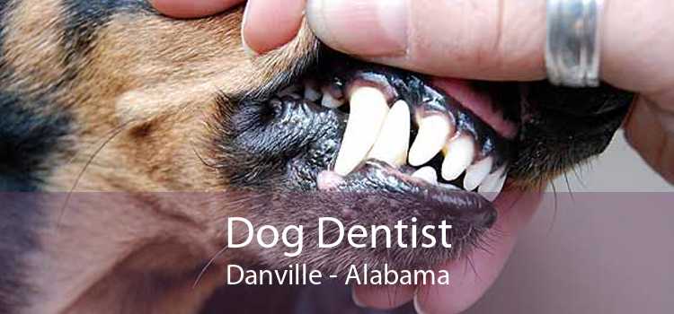 Dog Dentist Danville - Alabama