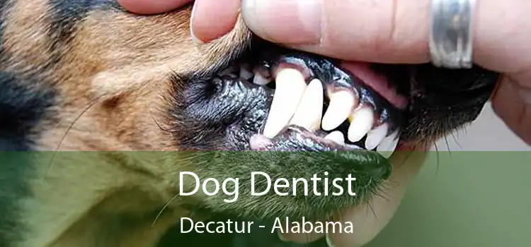 Dog Dentist Decatur - Alabama