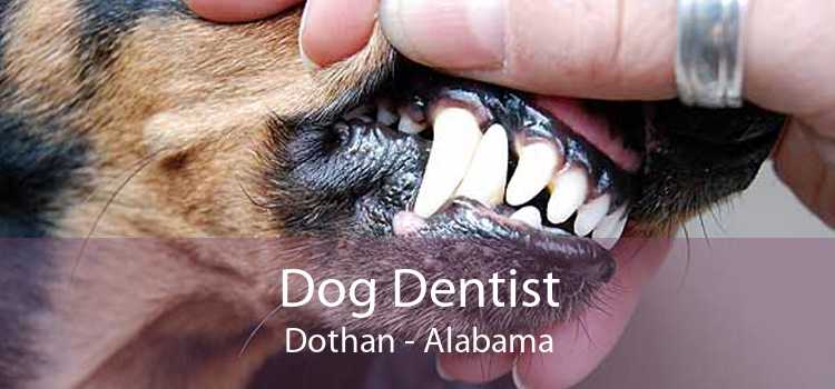Dog Dentist Dothan - Alabama