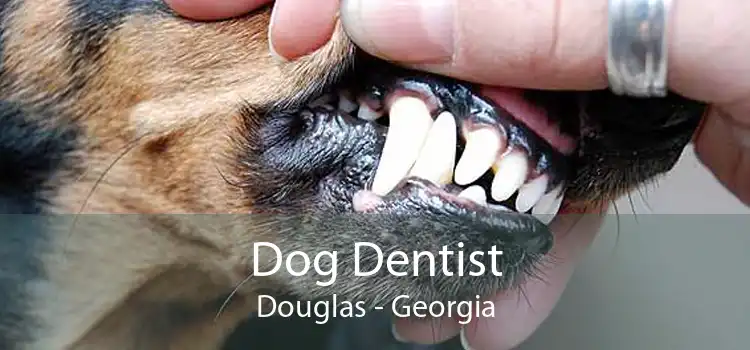 Dog Dentist Douglas - Georgia