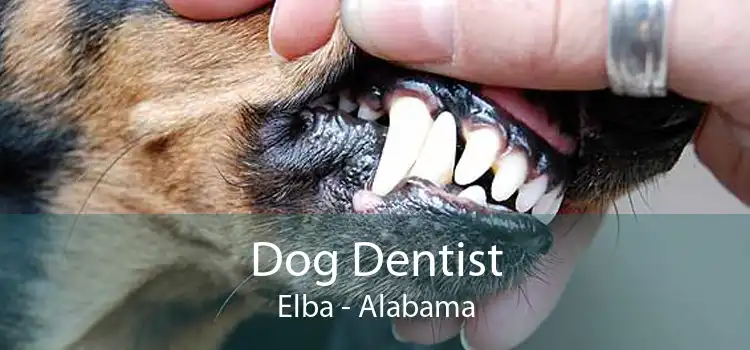 Dog Dentist Elba - Alabama
