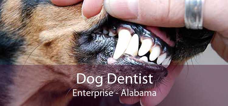 Dog Dentist Enterprise - Alabama