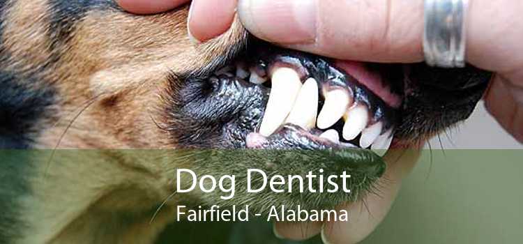 Dog Dentist Fairfield - Alabama