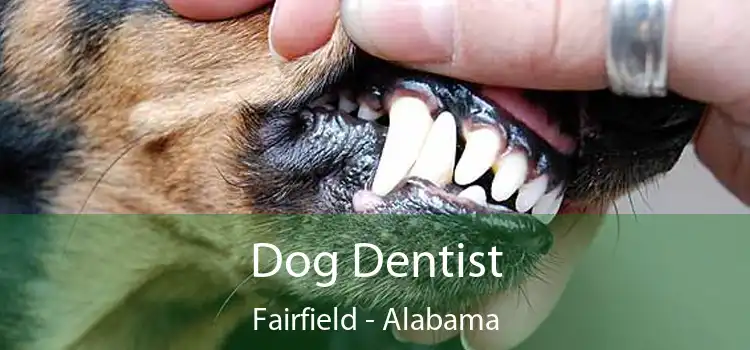 Dog Dentist Fairfield - Alabama