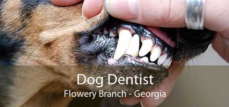 Dog Dentist Flowery Branch - Georgia
