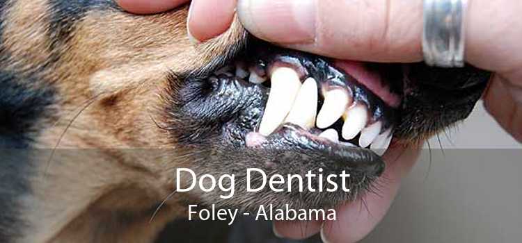Dog Dentist Foley - Alabama