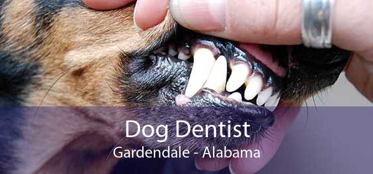 Dog Dentist Gardendale - Alabama