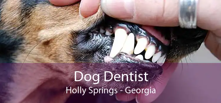 Dog Dentist Holly Springs - Georgia