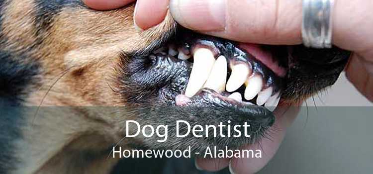 Dog Dentist Homewood - Alabama
