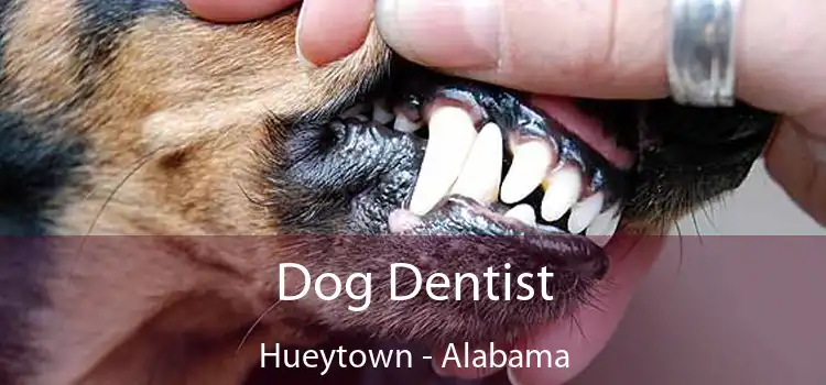 Dog Dentist Hueytown - Alabama