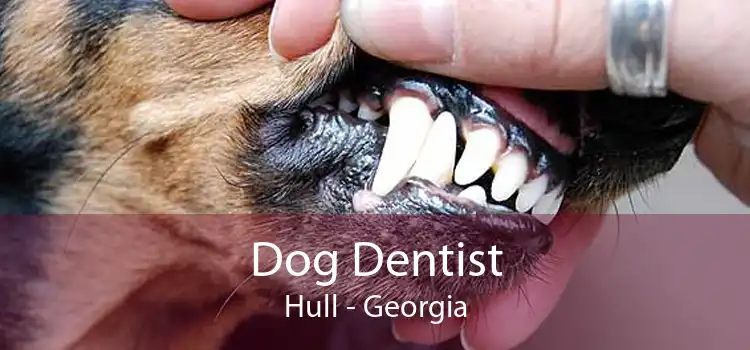 Dog Dentist Hull - Georgia