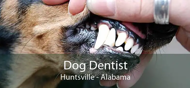 Dog Dentist Huntsville - Alabama