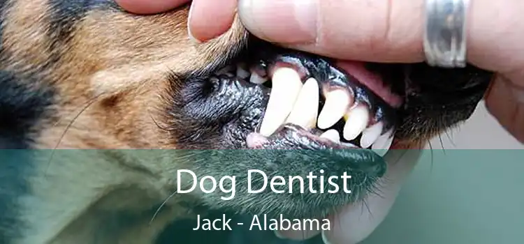 Dog Dentist Jack - Alabama