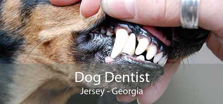Dog Dentist Jersey - Georgia