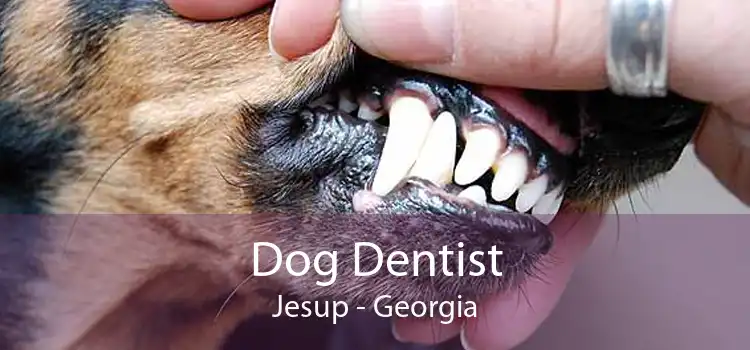 Dog Dentist Jesup - Georgia