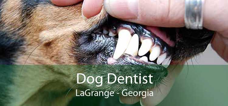Dog Dentist LaGrange - Georgia