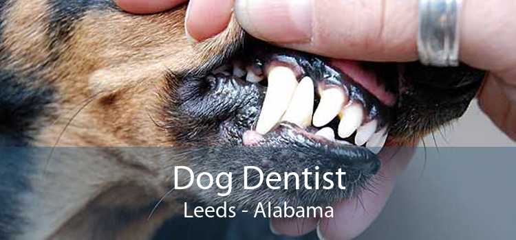 Dog Dentist Leeds - Alabama