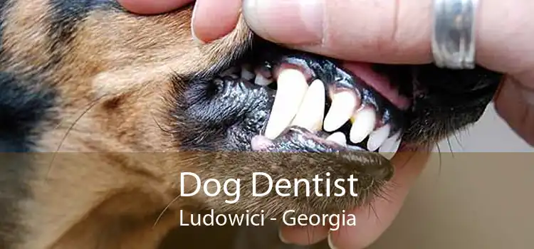 Dog Dentist Ludowici - Georgia