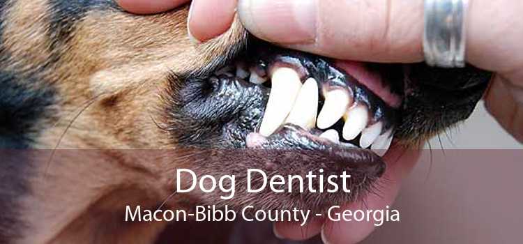Dog Dentist Macon-Bibb County - Georgia