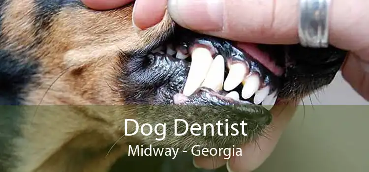 Dog Dentist Midway - Georgia
