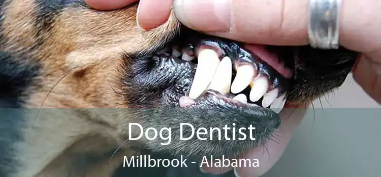 Dog Dentist Millbrook - Alabama