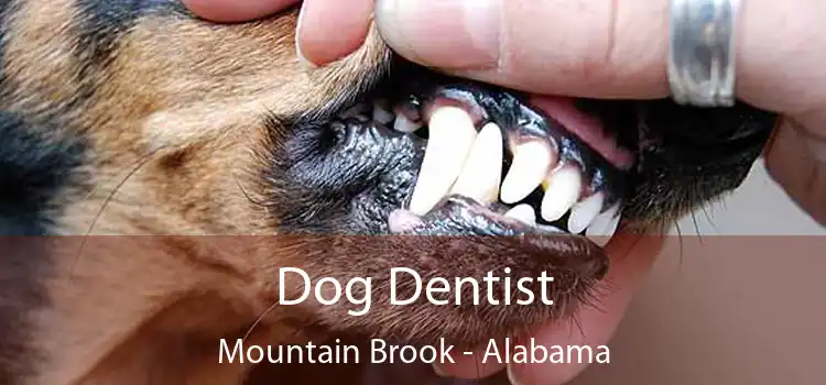 Dog Dentist Mountain Brook - Alabama