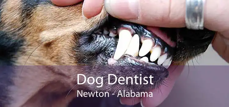 Dog Dentist Newton - Alabama