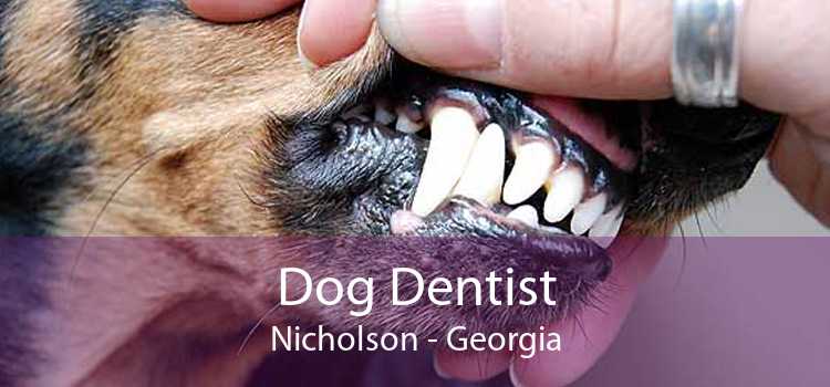 Dog Dentist Nicholson - Georgia