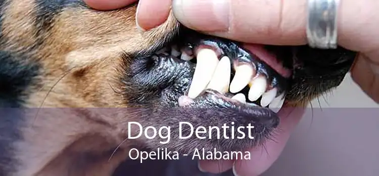 Dog Dentist Opelika - Alabama