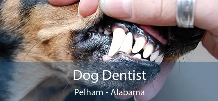 Dog Dentist Pelham - Alabama