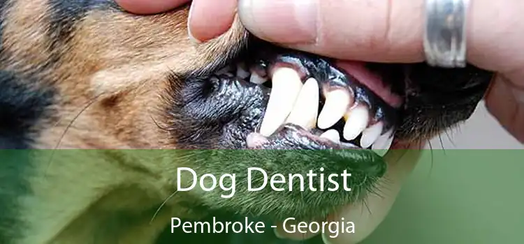 Dog Dentist Pembroke - Georgia