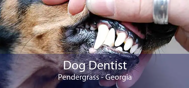 Dog Dentist Pendergrass - Georgia