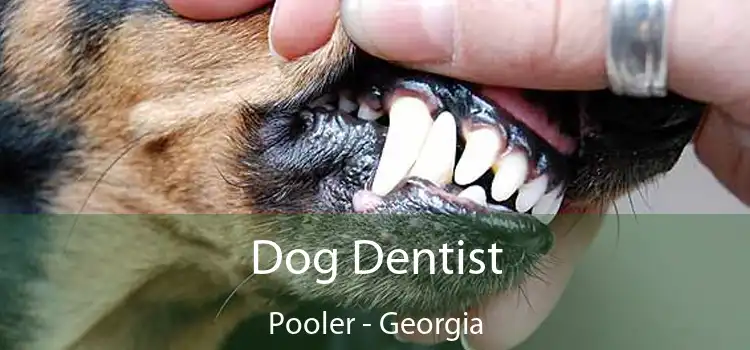 Dog Dentist Pooler - Georgia