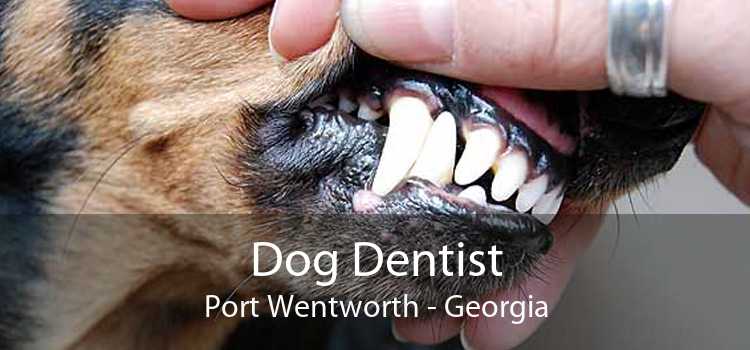 Dog Dentist Port Wentworth - Georgia