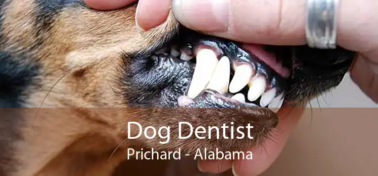 Dog Dentist Prichard - Alabama