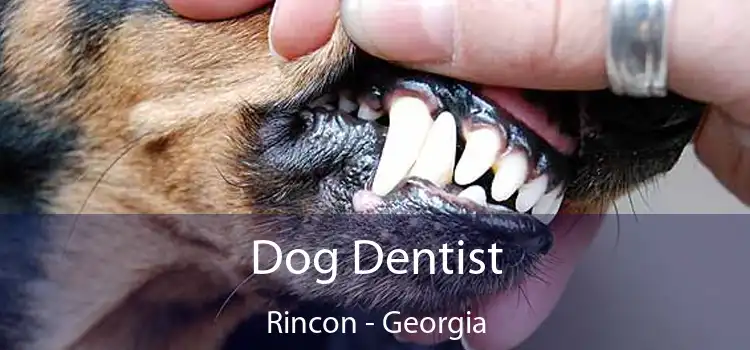 Dog Dentist Rincon - Georgia