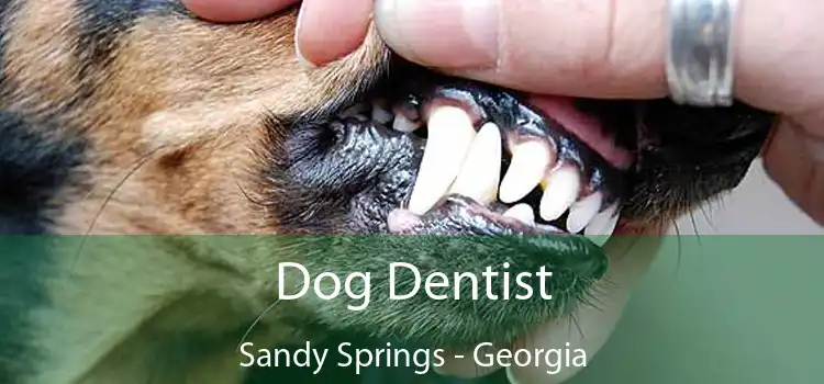 Dog Dentist Sandy Springs - Georgia