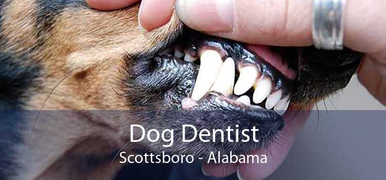 Dog Dentist Scottsboro - Alabama