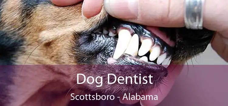 Dog Dentist Scottsboro - Alabama