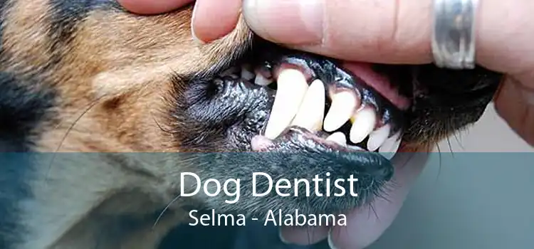 Dog Dentist Selma - Alabama